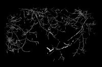 infrared-2009-nature_04.jpg