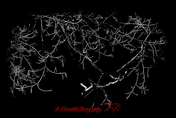 infrared-2009-nature_04.jpg