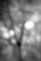 florida-2010-infrared-nature_06
