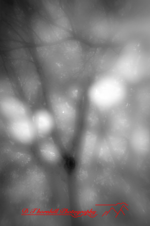 florida-2010-infrared-nature_06