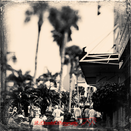 florida-2013-images-136-nas