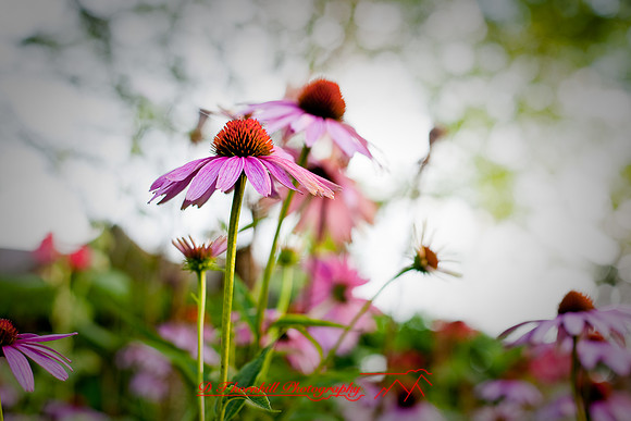 flowers-2008_03.jpg