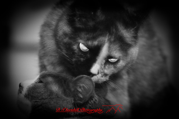infrared-2009-pets_18.jpg