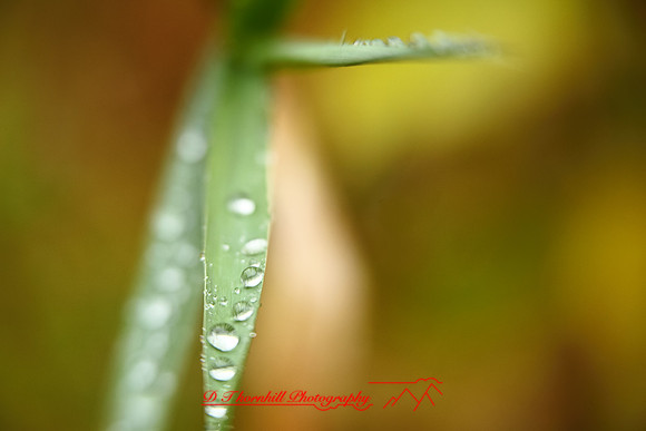 shiawassee-oct-2010_08