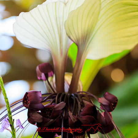 florida-nov-2014-flowers-003