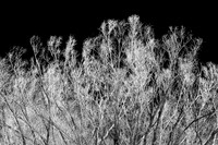 shiawassee_infrared_feb-2008_10