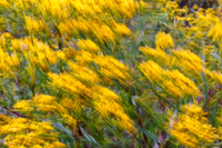 florida-nature-images-2011-14-nas