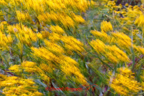 florida-nature-images-2011-14-nas