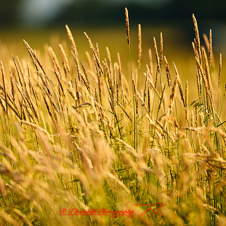 shaiawasses-may-2013-18