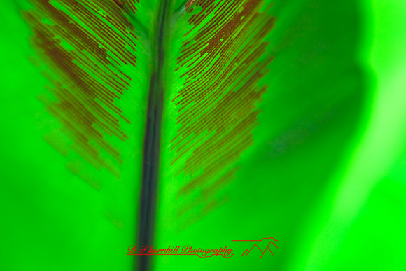 florida-2009-flowers_11.jpg