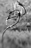 dow-gardens-infrared-2011-19