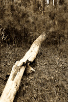 2007 Black and White