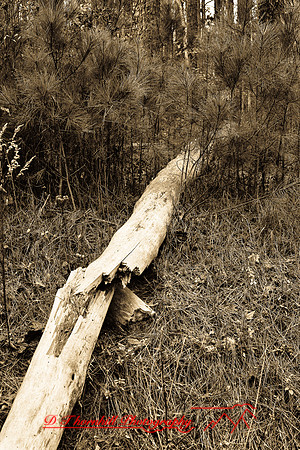 assorted_images-2007_101