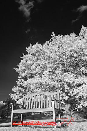 dow-gardens-infrared-2011-28