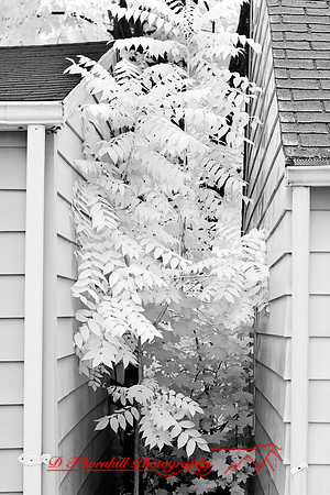 infrared-2008_085