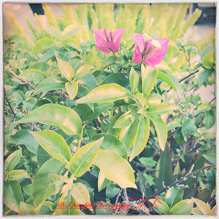 florida-2014-iphone-flowers-002
