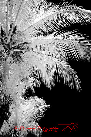 florida-2009-nature-infrared_21.jpg