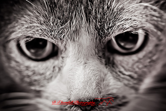 bastet-2011-01