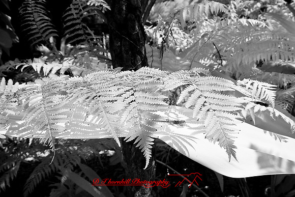 florida-2008-nature-infrared_32.jpg