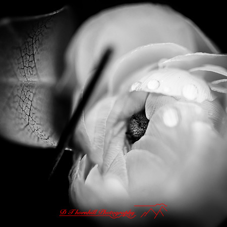 flowers - 2022 - 008