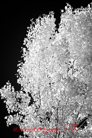 infrared-2008_101