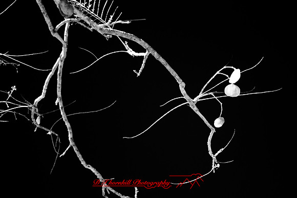 florida-2009-nature-infrared_04.jpg