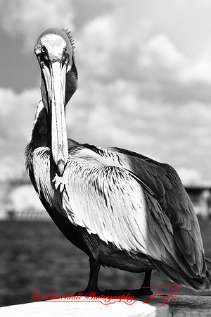 florida-2009-wildlife-infrared_05.jpg
