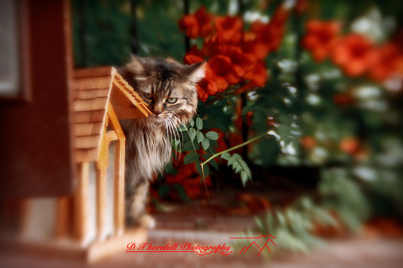 l-m_cats-2011-02-nas