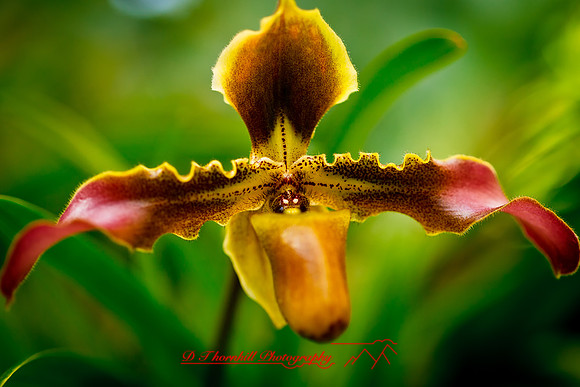 florida-flowers-2011-40-nik