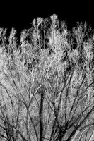 shiawassee_infrared_feb-2008_11