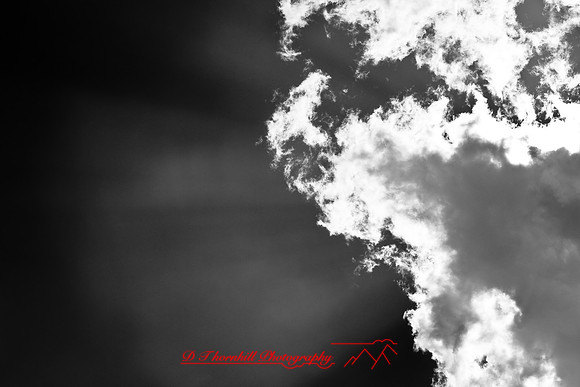 florida-2009-nature-infrared_12.jpg