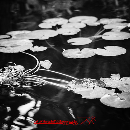 florida-march-2016-087