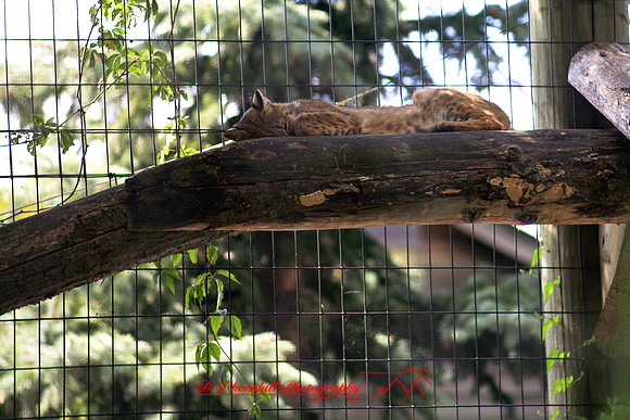 saginaw-zoo_02