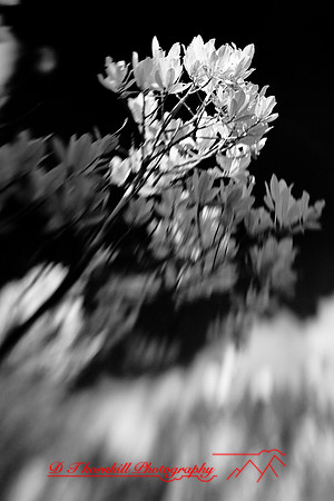 florida-2009-nature-infrared_20.jpg