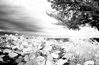florida-2008-nature-infrared_03.jpg