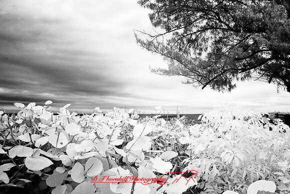 florida-2008-nature-infrared_03.jpg