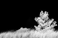 tawas-state-park-infrared-2008_012