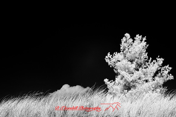 tawas-state-park-infrared-2008_012