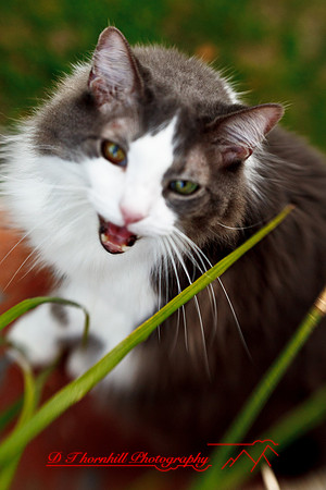 l-m_cats-2011-15