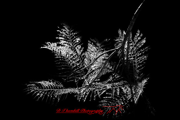 florida-2009-nature-infrared_06.jpg