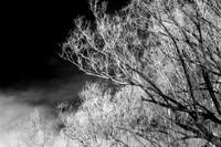 shiawassee_infrared_feb-2008_09