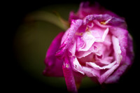 florida-flowers-2011-05-nik