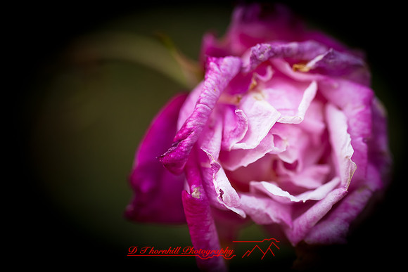 florida-flowers-2011-05-nik