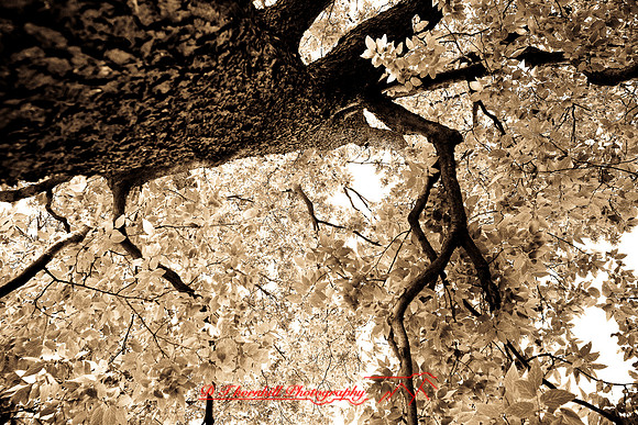assorted_images-2007-75