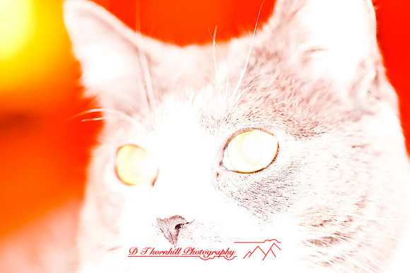 bastet-2011-05-nik