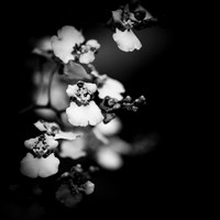 florida-march-2016-039