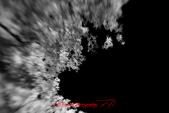 infrared-2009-nature_10.jpg