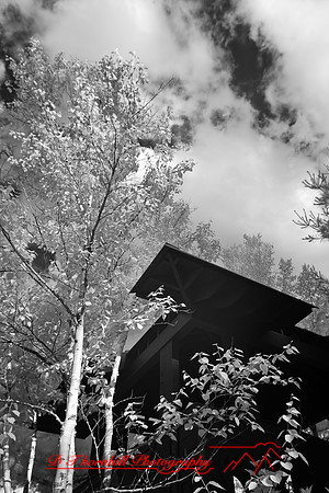 dow-gardens-infrared-2011-26-nas