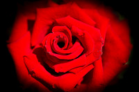 florida-flowers-2011-01