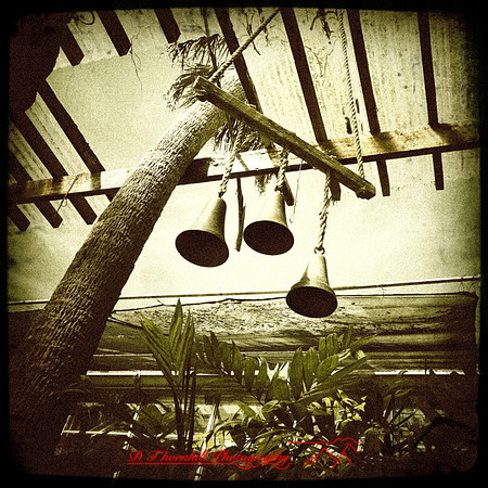 florida-2014-iphone-flowers-028